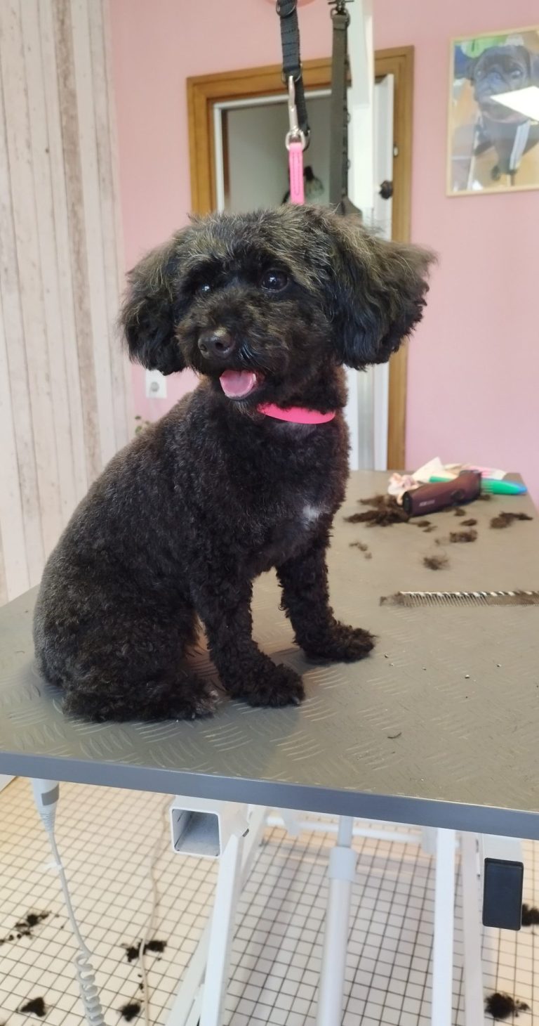 Hundesalon ,Hund wird geschoren